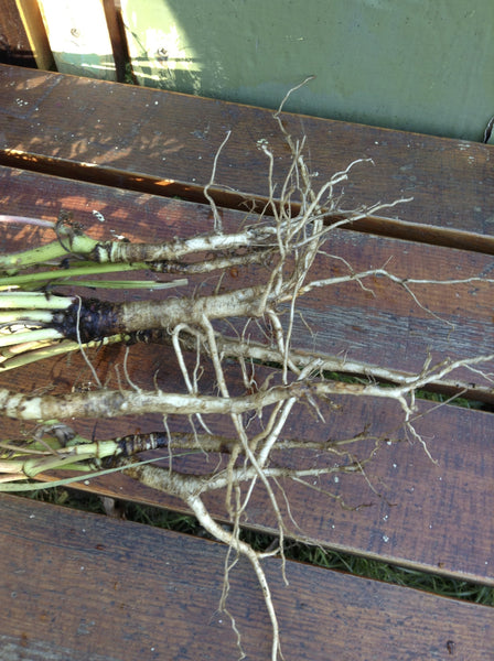 Queen's Root Queen Annes Lace Root