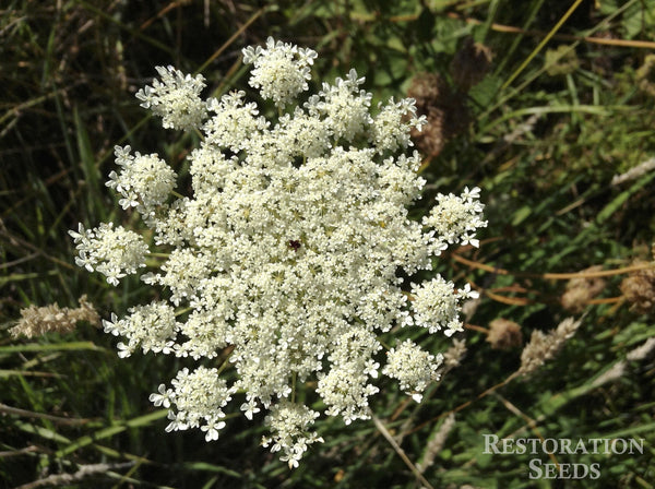 queen annes lace, Organic