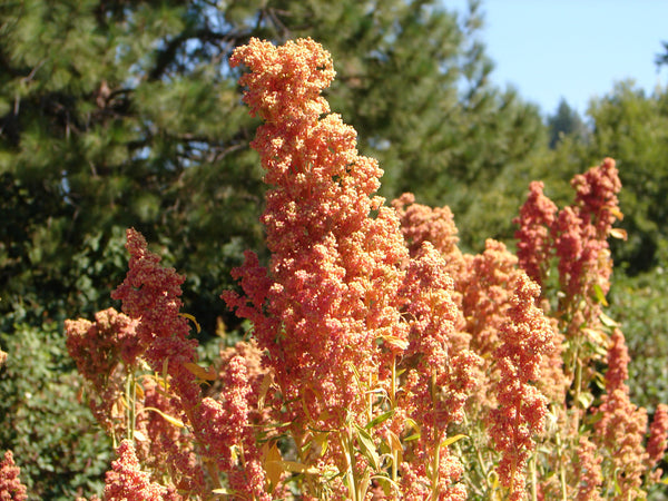 quinoa seeds plant PDQ
