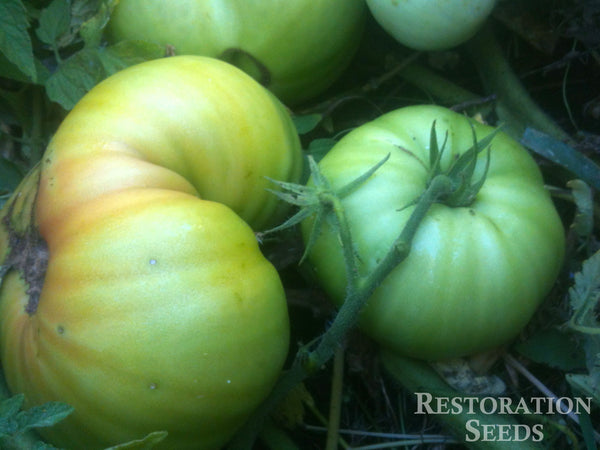 Quisenberry's Mortgage Lifter tomato image####