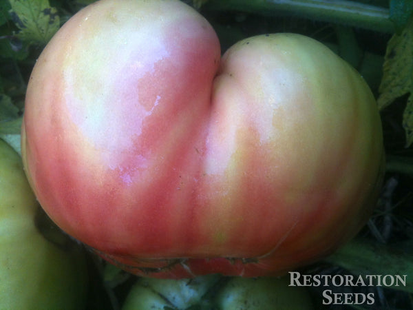 Quisenberry's Mortgage Lifter tomato image####