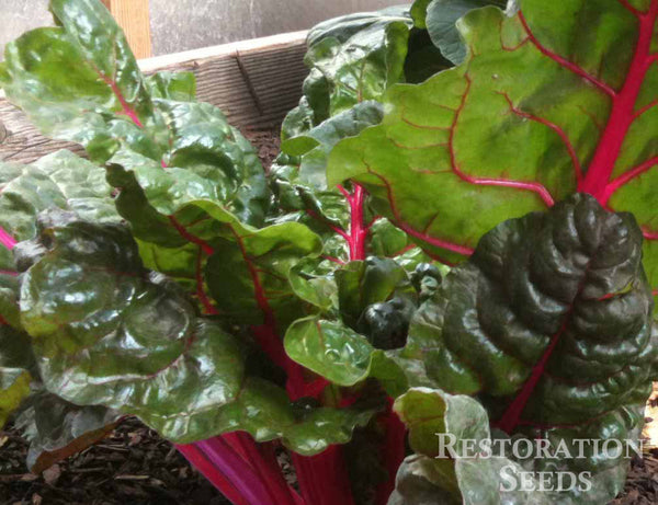 Rainbow chard image####