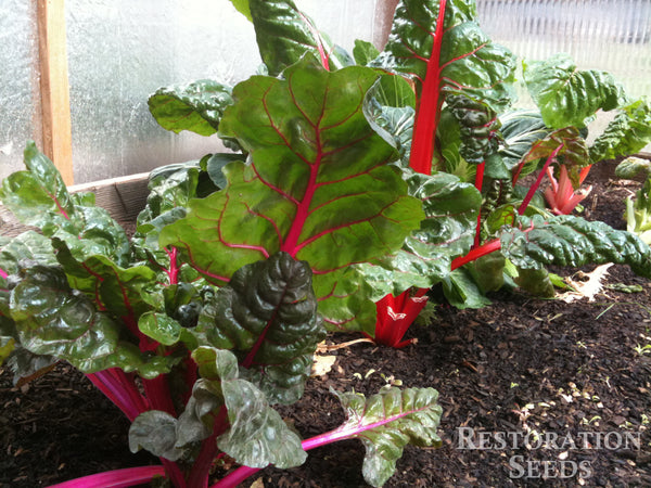 Rainbow chard image####