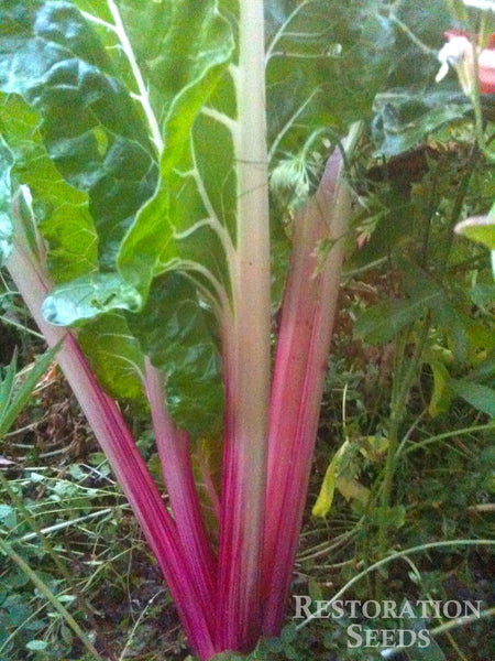 Rainbow chard image####