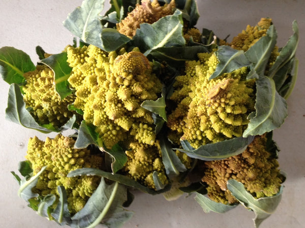 Romanesco cauliflower image##Photo: Margaret Noon##