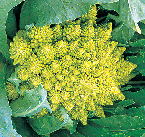 Romanesco cauliflower image####