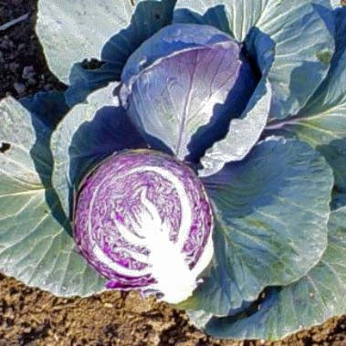 Red Acre cabbage image####