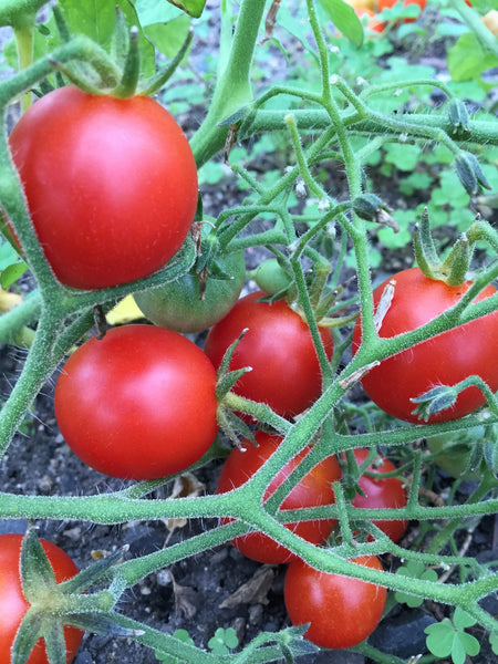 Red Centiflor tomato image####