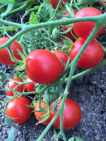 Red Centiflor tomato image####