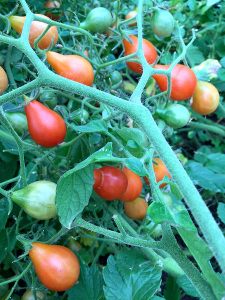 Red Clusterpear tomato image####