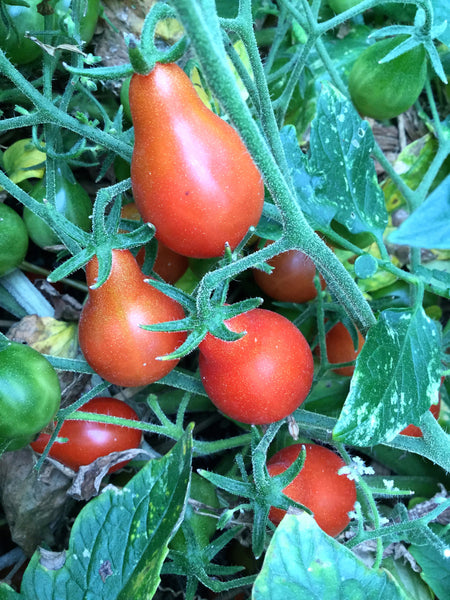 Red Clusterpear tomato image####