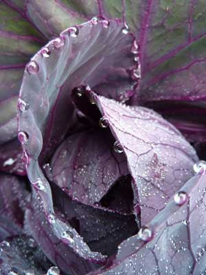 Red Express cabbage image####