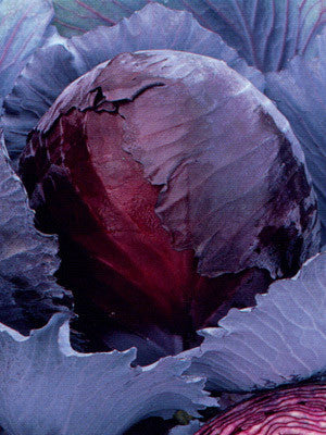 planting red cabbage seeds Red Express cabbage