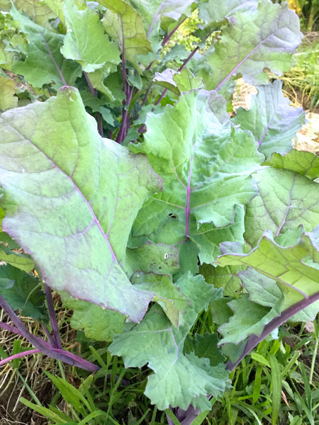 Red Ruffled siberian kale image####