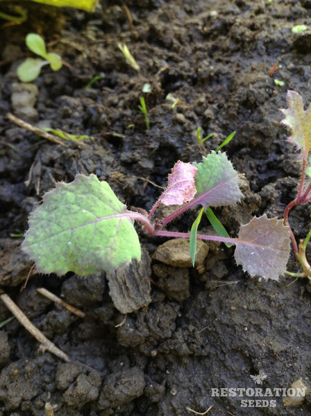 Red Ruffled siberian kale image####