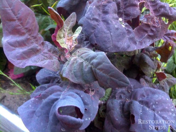 Red orach image####