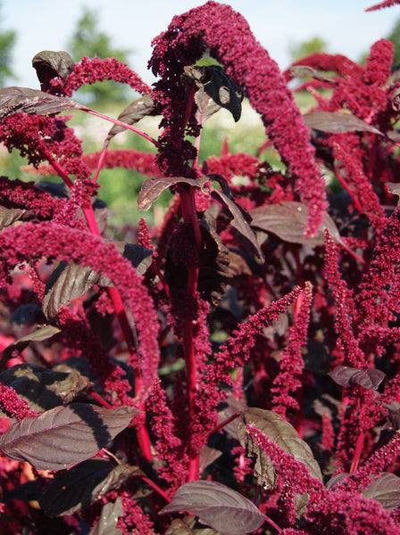 Red Calaloo chinese spinach image####