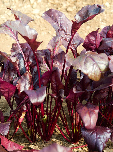 Red Devil beet image####