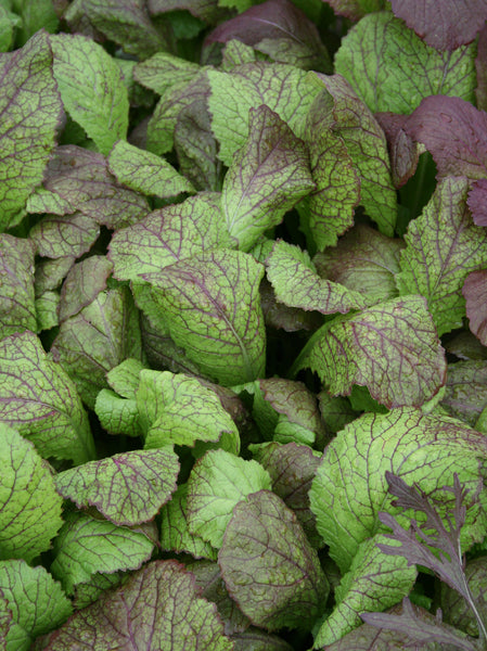 Red Giant mustard image####