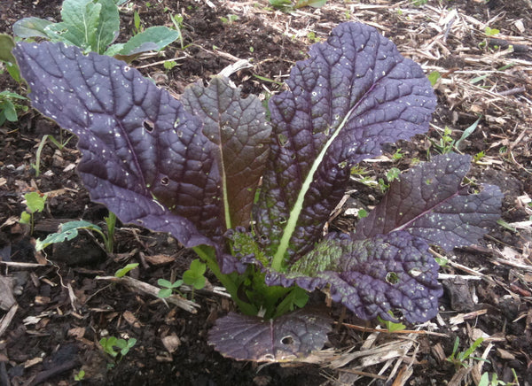Red Giant mustard image####