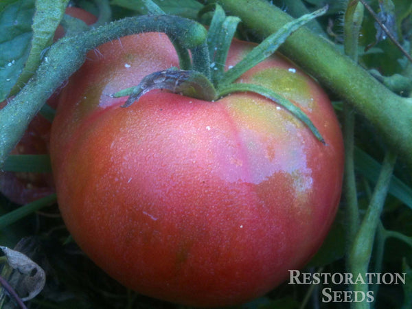 Red Peach tomato image####