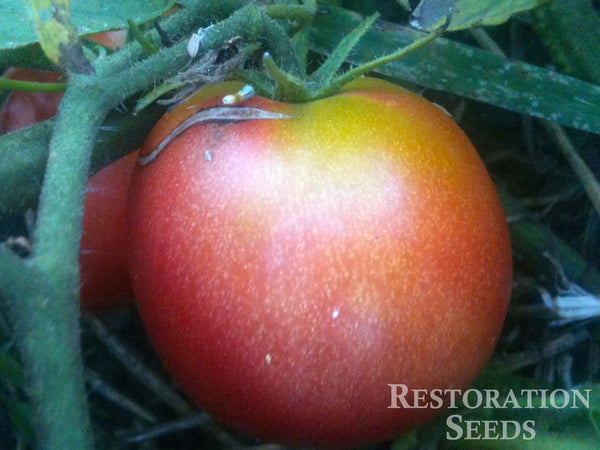 Red Peach tomato image####