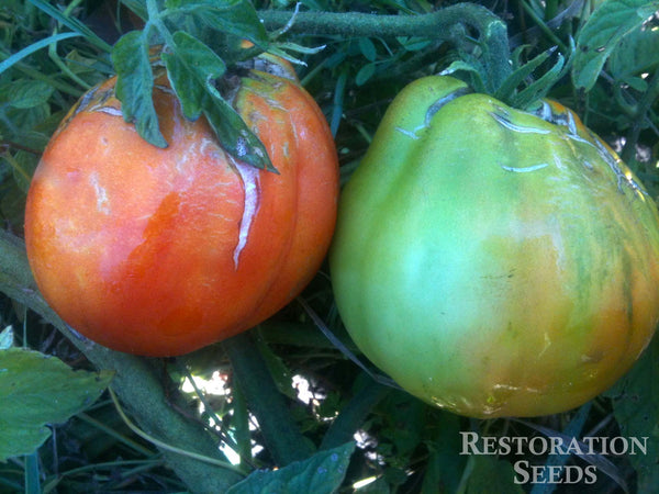 Red Pear Piriform tomato image####