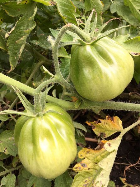 Red Pear Piriform tomato image####