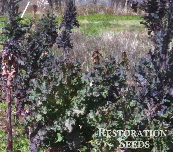 Purple Russian siberian kale image####