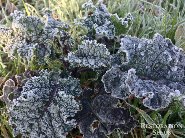 Purple Russian siberian kale image####