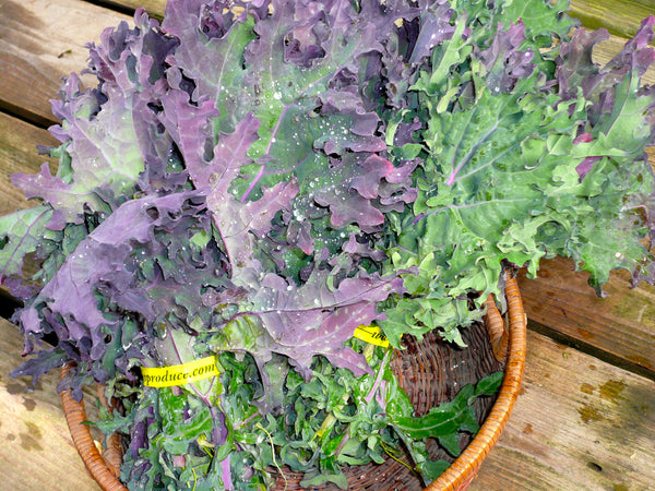 Red Russian siberian kale image####