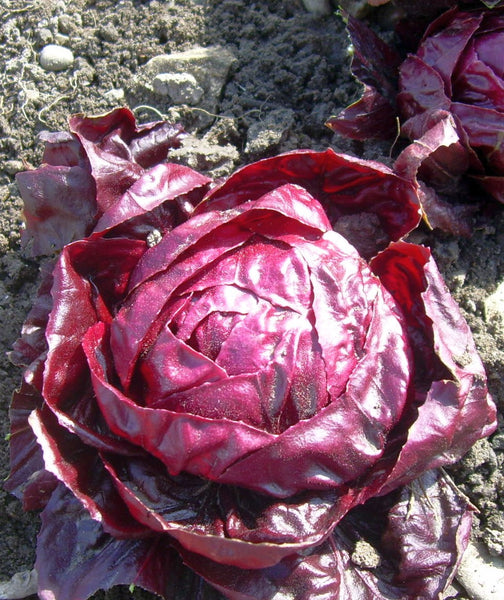 Red Verona radicchio image####