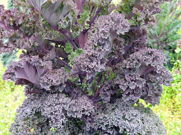 Red Winter kale image####