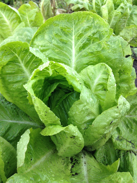 Restoration Romaine lettuce image####
