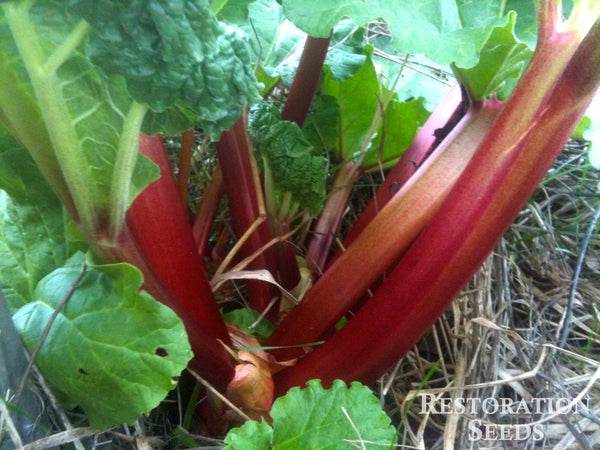 Victoria rhubarb, garden image####