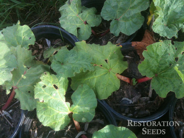 Victoria rhubarb, garden image####