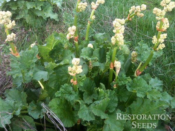 Victoria rhubarb, garden image####