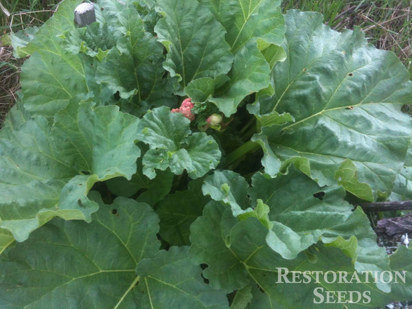 Victoria rhubarb, garden image####
