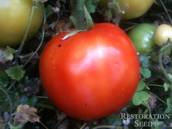 Roma tomato image####