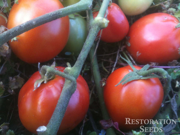 Roma tomato image####