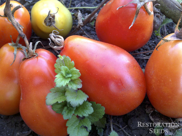 Roma VF tomato image####