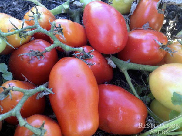 Roma VF tomato image####
