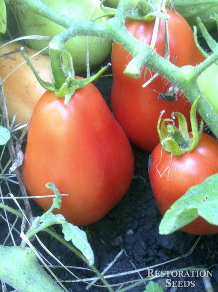 Roma VF tomato image####