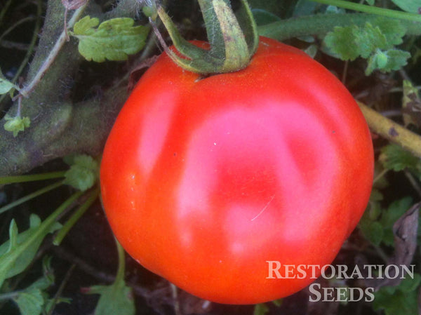 Roma tomato image####