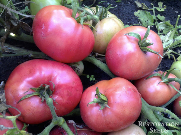 tomato seeds rosada Rosabec tomato, Organic
