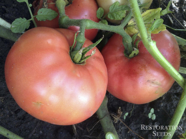 Rosabec tomato image####