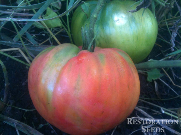 Rose tomato image####