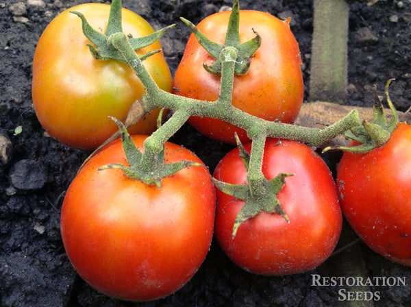 red rose tomato seeds Rose de Berne tomato, Organic