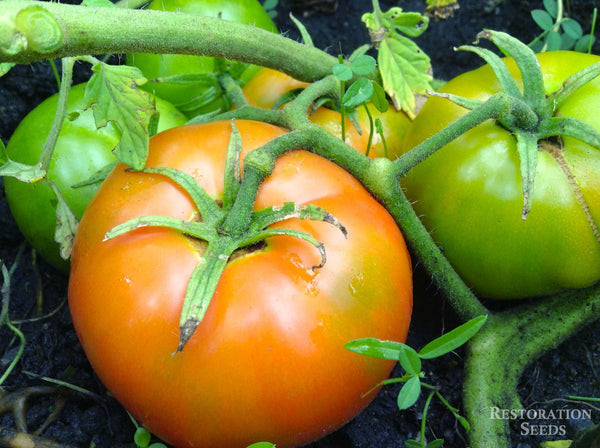Rose de Berne tomato image####