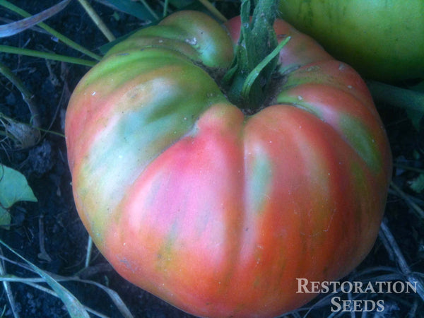 Rose tomato image####